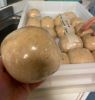Immagine di  Corso pizza e focaccia con farro monococco